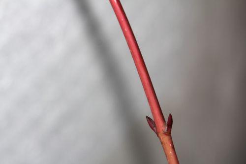 acer conspicuum 5 déc 2012 010.jpg