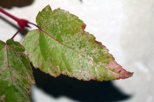 acer conspicuum 5 déc 2012 011.jpg