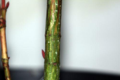 acer conspicuum tronc 3 5 déc 2012 001.jpg