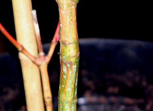 acer conspicuum tronc 2 5 déc 2012 009.jpg