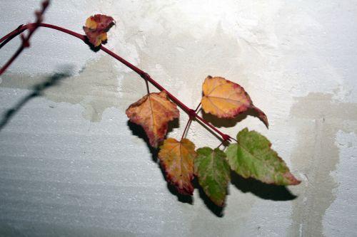 acer conspicuum 5 déc 2012 003.jpg