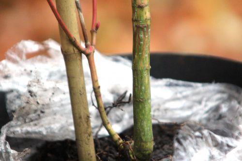acer conspicuum tronc 1 5 déc 2012 011.jpg