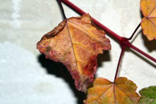 acer conspicuum 5 déc 2012 014.jpg