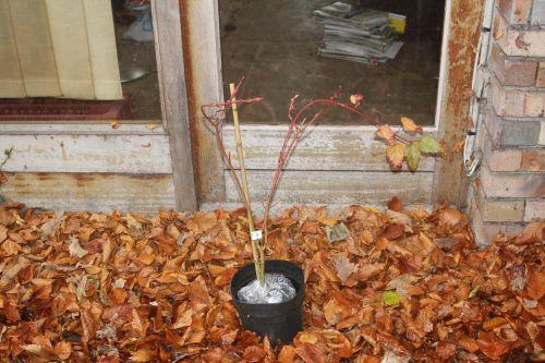 acer conspicuum 5 déc 2012 001.jpg