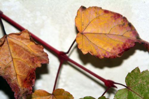 acer conspicuum 5 déc 2012 013.jpg