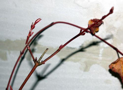 acer conspicuum 5 déc 2012 004.jpg