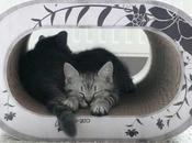 griffoirs pour chat Cat-on®