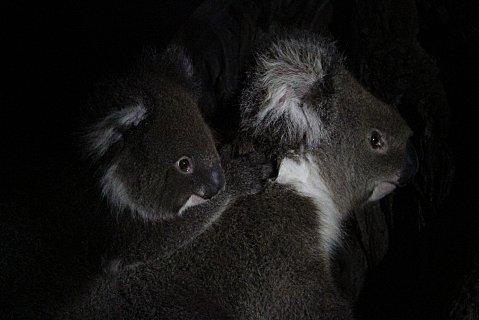 Koalas by night
