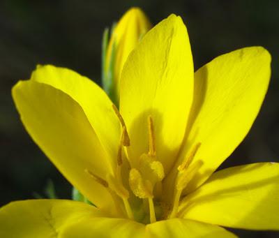 Blackstonia perfoliata (Chlore perfoliée)