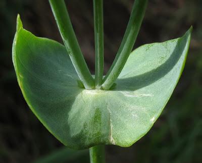 Blackstonia perfoliata (Chlore perfoliée)