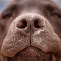 Les chiens: bons renifleurs des cancers du poumon