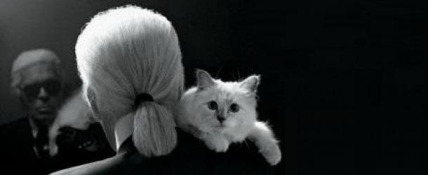 La chatte Choupette de Karl Lagerfeld sur Twitter