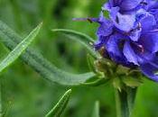 Hyssopus officinalis (Hysope officinal)