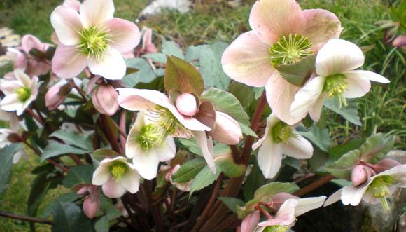 Zoom sur les roses de noël ou Hellebores