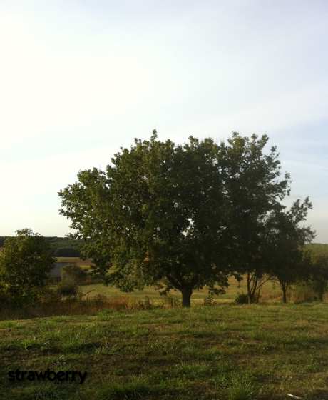 L'arbre des saisons étape 2 Image and video hosting by TinyPic