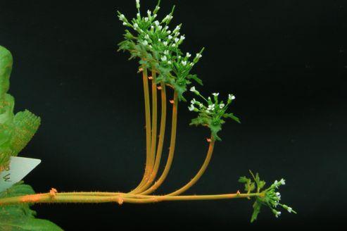 Redressement d'un plan d'<i>Arabidopsis</i> qui avait été mis à l'horizontale.