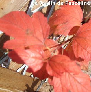 Viburnum : couleurs d'automne