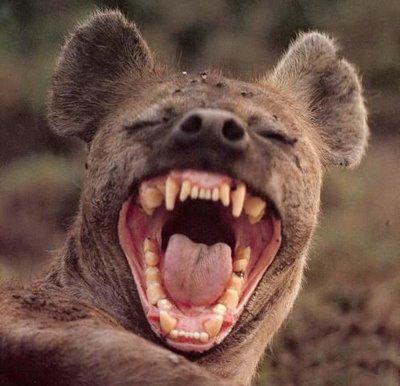 hyenne Le FMI retourne sa veste