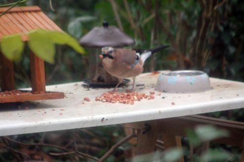 geai veneux 8 déc 2012 006.jpg