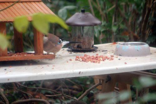 geai veneux 8 déc 2012 010.jpg