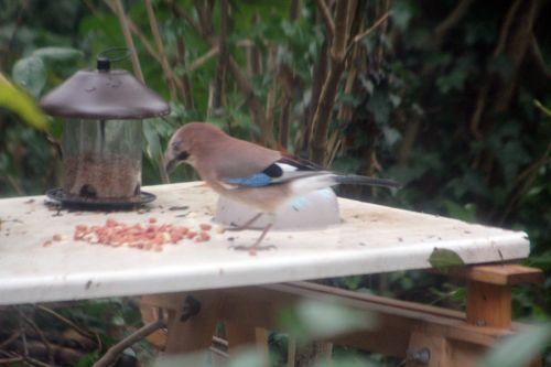 geai veneux 8 déc 2012 012.jpg