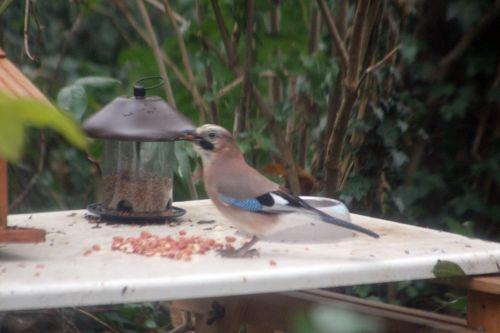 geai veneux 8 déc 2012 015.jpg