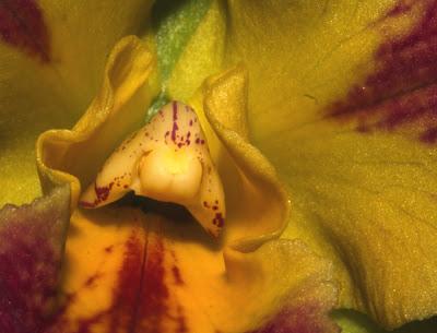 Cattleya en fleurs