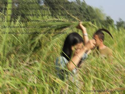 Les mots des rizières [HD]