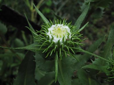Grindelia squarrosa, Grindélie