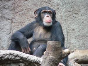 Efficience des marchés : pourquoi les singes sont-ils aussi bons que les banquiers ?