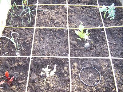 Comment jardiner dans un potager en carrés, une butte, un keyhole ?