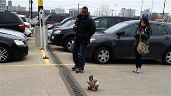 Le singe s'est baladé dans le terrain de stationnement avant d'entrer dans le magasin.