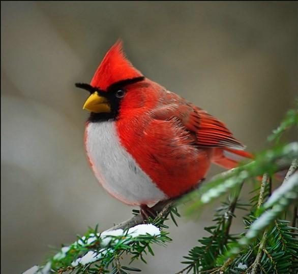 Angry Birds : le film pour 2016