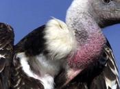 SOUDAN Découverte d’un vautour israélien d’espionnage