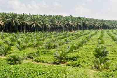 Cambodgetour plantation huile palme