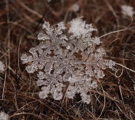 Macros de flocon de neige et de glace par Andrew Osokin - Photographie