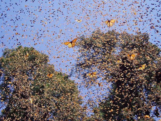 Migration de Papillons Monarques