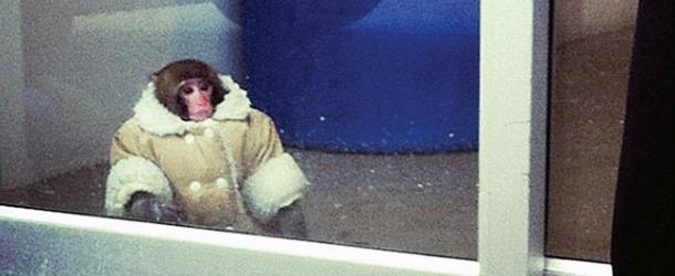 Un singe en doudoune chez Ikea !