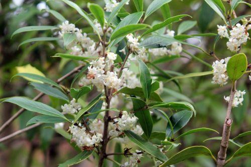 2 osmanthus yunnanensis gb 21 oct 2012 332.jpg
