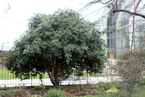 osmanthus armatus 1 paris 31 déc 2011 113.jpg