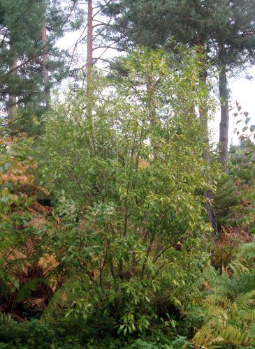 1 osmanthus yunnanensis gb 21 oct 2012 333.jpg