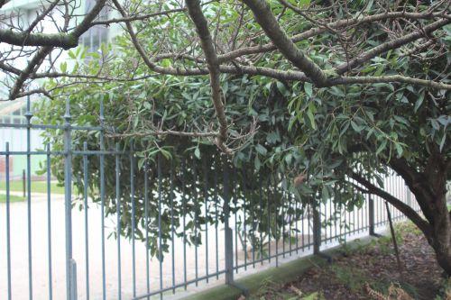 osmanthus armatus 2 paris 31 déc 2011 113 (1).jpg