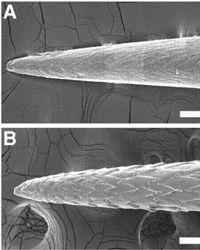 Vue au microscope électronique de la structure d'une pointe de porc-épic africain (en haut) et d'un porc-épic américain (en bas). Crédit: PNAS.