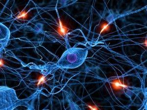 Des scientifiques ont fait pousser des neurones !