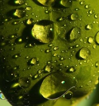 Des huiles essentielles