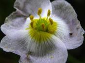 Baldellia ranunculoides (Alisma fausse-renoncule, Flûteau fausse-renoncule)