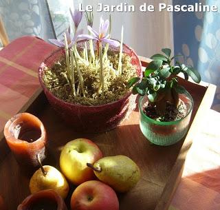 Des fleurs en plein hiver : ça a marché !