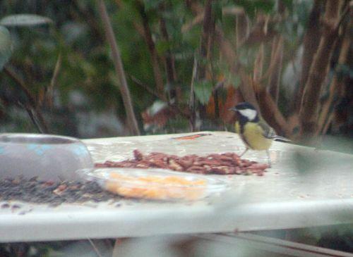 mésange pécan veneux 2 déc 2012 p 013.jpg