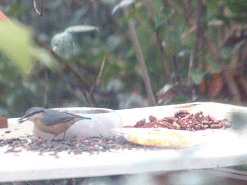 sittelle veneux 2 déc 2012 p 005.jpg