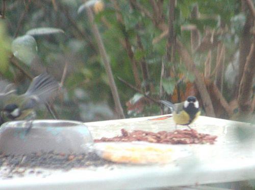 mésange pécan veneux 2 déc 2012 p 014.jpg